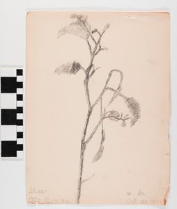 Branch with Leaves by Otto Burian